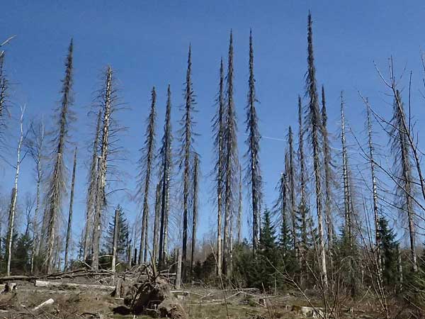 Picea abies \ Fichte, Rottanne / Norway Spruce, D Nordhelle 12.4.2025