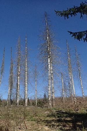 Picea abies \ Fichte, Rottanne / Norway Spruce, D Nordhelle 12.4.2025