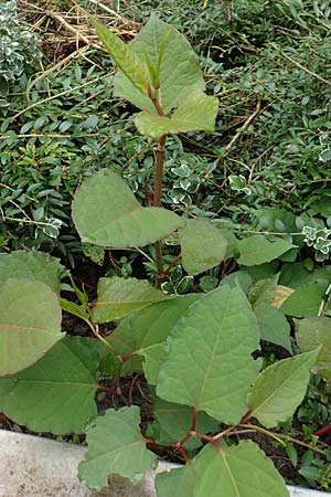 Fallopia japonica \ Japanischer Stauden-Kn�terich / Japanese Knodweed, D Mannheim 20.9.2015