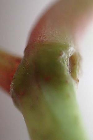 Fallopia japonica \ Japanischer Stauden-Kn�terich / Japanese Knodweed, D Mannheim 7.11.2015