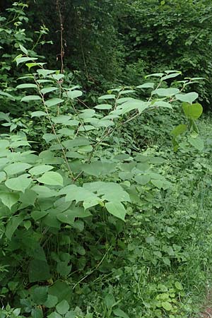 Fallopia japonica \ Japanischer Stauden-Kn�terich / Japanese Knodweed, D Bochum 22.5.2018
