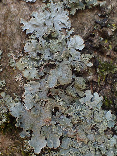 Melanohalea laciniatula ? \ Braunblattflechte, D Bochum 9.8.2021