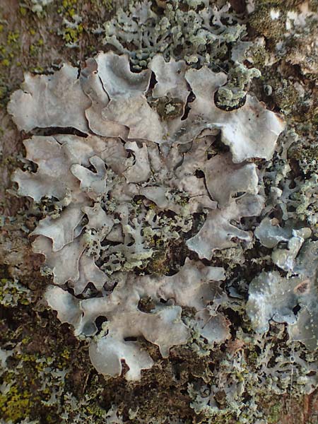 Melanohalea laciniatula ? \ Braunblattflechte, D Bochum 9.8.2021