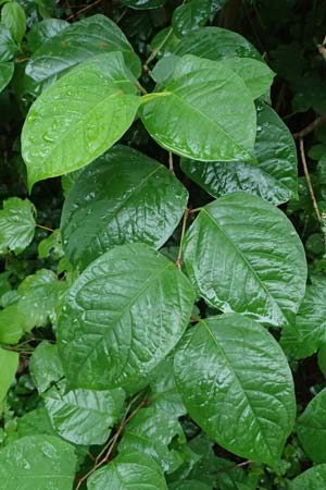 Fallopia japonica \ Japanischer Stauden-Kn�terich / Japanese Knodweed, D Rheda-Wiedenbr&uuml;ck 2.8.2023