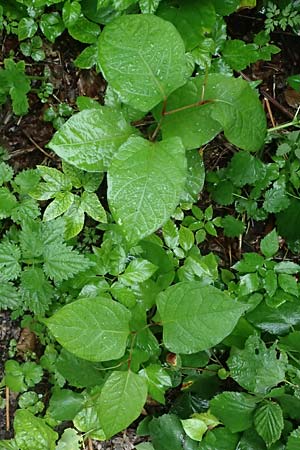 Fallopia japonica \ Japanischer Stauden-Kn�terich / Japanese Knodweed, D Rheda-Wiedenbr&uuml;ck 2.8.2023
