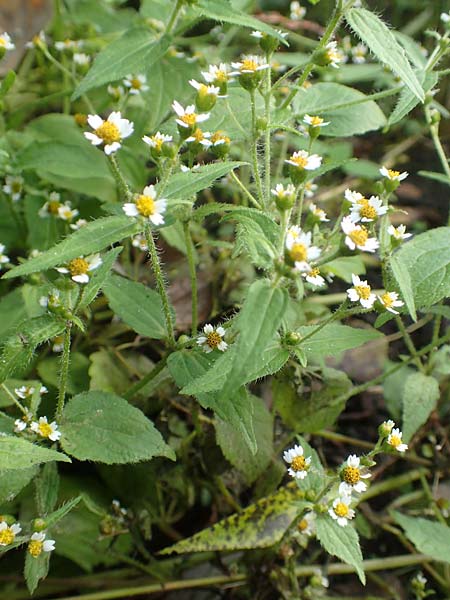 Galinsoga ciliata \ Behaartes Knopfkraut, Behaartes Franzosenkraut / Shaggy Soldier, D Mannheim 20.10.2019
