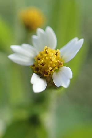 Galinsoga ciliata \ Behaartes Knopfkraut, Behaartes Franzosenkraut / Shaggy Soldier, D Mannheim 20.10.2019