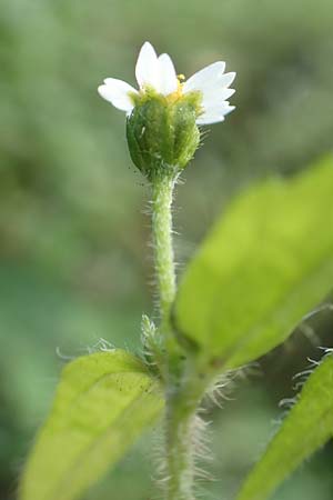 Galinsoga ciliata \ Behaartes Knopfkraut, Behaartes Franzosenkraut / Shaggy Soldier, D Mannheim 20.10.2019