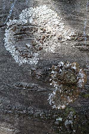 Punctelia jeckeri ? \ Krausbl&auml;ttrige Punktflechte, Gro&szlig;lappige Punktflechte / Jecker's Punctelia, D Bochum 9.8.2021