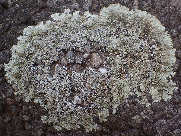 Punctelia jeckeri ? \ Krausbl&auml;ttrige Punktflechte, Gro&szlig;lappige Punktflechte / Jecker's Punctelia, D Bochum 9.8.2021