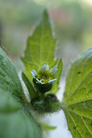Galinsoga ciliata \ Behaartes Knopfkraut, Behaartes Franzosenkraut / Shaggy Soldier, D Bochum 8.9.2021