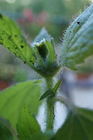 Galinsoga ciliata \ Behaartes Knopfkraut, Behaartes Franzosenkraut / Shaggy Soldier, D Bochum 8.9.2021