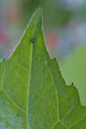 Galinsoga ciliata \ Behaartes Knopfkraut, Behaartes Franzosenkraut / Shaggy Soldier, D Bochum 8.9.2021