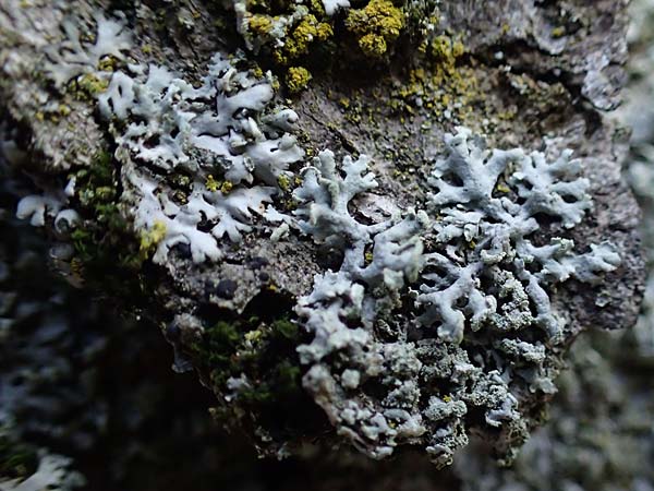 Hyperphyscia adglutinata \ Anliegende Schwielenflechte / Grainy Schadow-Crust Lichen, D D&uuml;sseldorf 11.3.2022