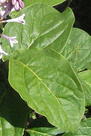 Syringa x prestoniae \ Kanadischer Flieder, Juni-Flieder / Preston Lilac, D Karlstadt 1.5.2007