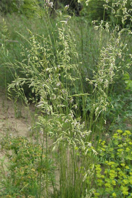 Festuca lemanii \ L�man-Schwingel / L�man Fescue, D Botan. Gar.  Universit.  Heidelberg 22.5.2007