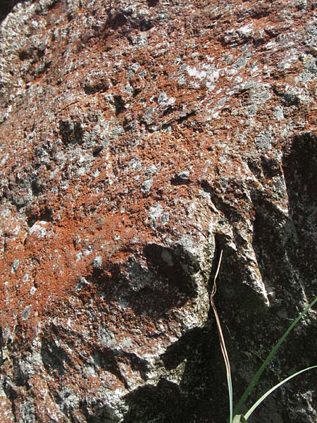 Xanthoria elegans \ Zierliche Gelb-Flechte / Elegant Sunburst Lichen, D Schwarzwald/Black-Forest, Feldberg 24.6.2007