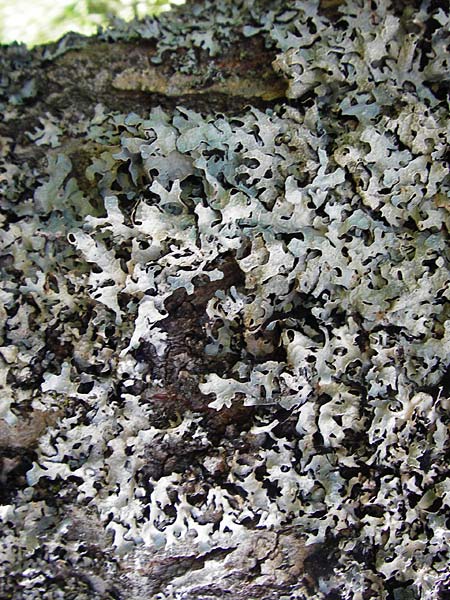 Parmelia sulcata \ Furchen-Schl�sselflechte, Sulcat-Blattflechte / Net-Marked Shield Lichen, D Schwarzwald/Black-Forest, Hornisgrinde 5.8.2015