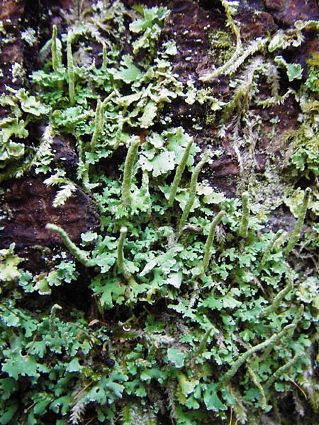 Cladonia coniocraea ? \ Gew�hnliche S�ulen-Flechte / Common Powderhorn Lichen, D Schwarzwald/Black-Forest, Kniebis 5.8.2015