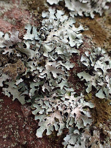 Parmelia sulcata \ Furchen-Schl�sselflechte, Sulcat-Blattflechte / Net-Marked Shield Lichen, D Odenwald, Beerfelden 18.2.2017