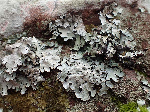 Parmelia sulcata \ Furchen-Schl�sselflechte, Sulcat-Blattflechte / Net-Marked Shield Lichen, D Odenwald, Beerfelden 18.2.2017