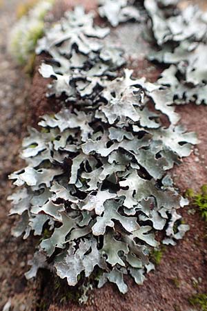 Parmelia sulcata \ Furchen-Schl�sselflechte, Sulcat-Blattflechte / Net-Marked Shield Lichen, D Odenwald, Beerfelden 18.2.2017