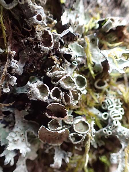 Parmelia sulcata \ Furchen-Schl�sselflechte, Sulcat-Blattflechte / Net-Marked Shield Lichen, D Odenwald, Beerfelden 18.2.2017