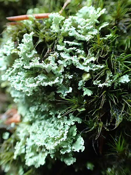 Cladonia coniocraea ? \ Gew�hnliche S�ulen-Flechte / Common Powderhorn Lichen, D Schwarzwald/Black-Forest, Allerheiligen 1.8.2017