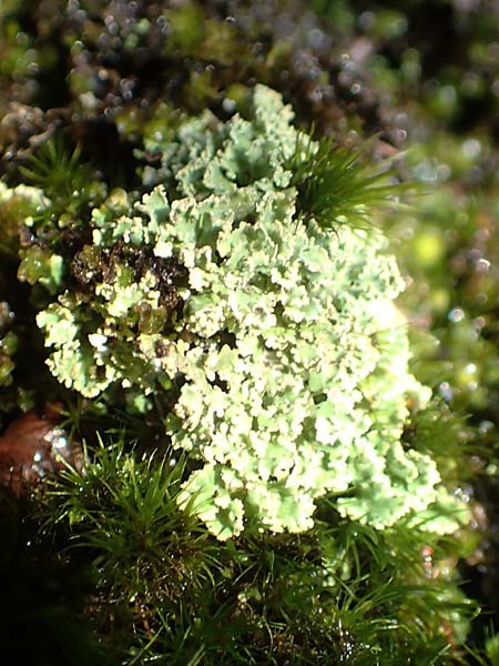 Cladonia coniocraea ? \ Gew�hnliche S�ulen-Flechte / Common Powderhorn Lichen, D Schwarzwald/Black-Forest, Allerheiligen 1.8.2017