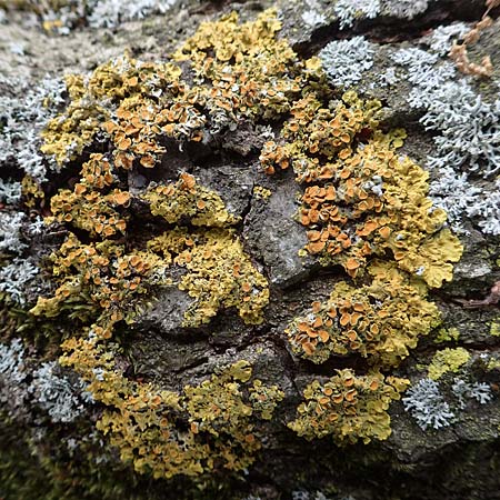 Xanthoria parietina ? \ Gew&ouml;hnliche Gelb-Flechte / Yellow Lichen, D &Uuml;bach-Palenberg 13.6.2018