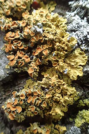 Xanthoria parietina ? \ Gew&ouml;hnliche Gelb-Flechte / Yellow Lichen, D &Uuml;bach-Palenberg 13.6.2018