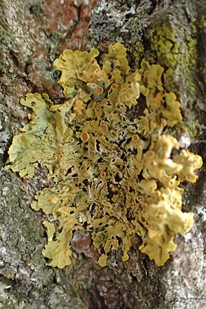 Xanthoria parietina ? \ Gew&ouml;hnliche Gelb-Flechte / Yellow Lichen, D &Uuml;bach-Palenberg 13.6.2018