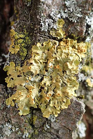 Xanthoria parietina ? \ Gew&ouml;hnliche Gelb-Flechte / Yellow Lichen, D &Uuml;bach-Palenberg 13.6.2018