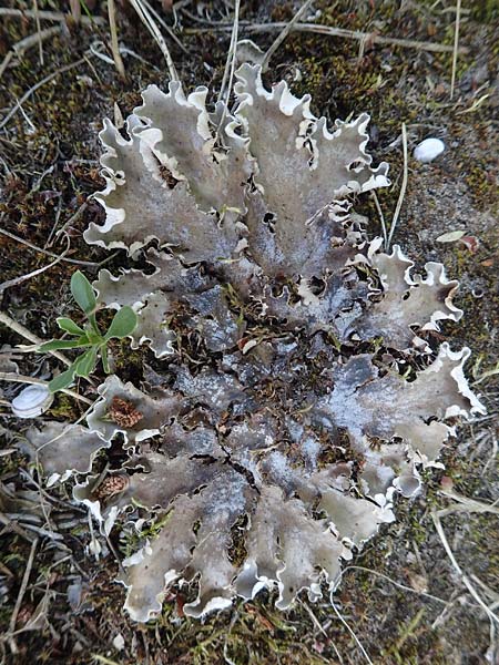 Peltigera didactyla \ Zweifinger-Schild-Flechte / Two Finger Lichen, D Seeheim an der Bergstra&szlig;e 20.6.2018