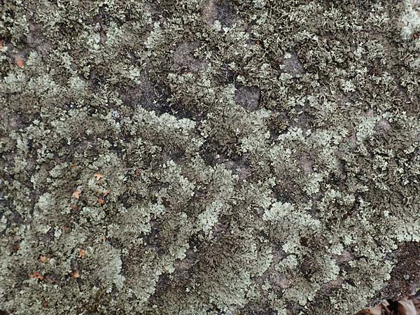 Parmelia saxatilis \ Felsen-Schl�sselflechte / Shield Lichen, D Dossenheim 28.9.2018