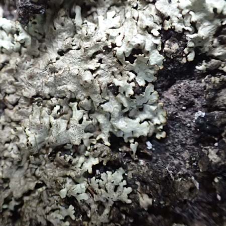 Parmelia saxatilis \ Felsen-Schl�sselflechte / Shield Lichen, D Dossenheim 28.9.2018