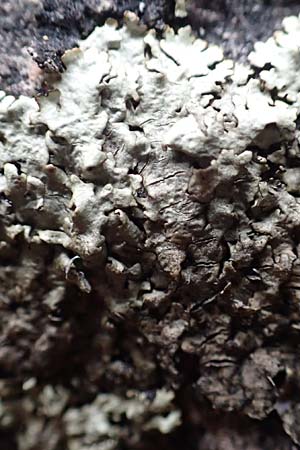 Parmelia saxatilis \ Felsen-Schl�sselflechte / Shield Lichen, D Dossenheim 28.9.2018