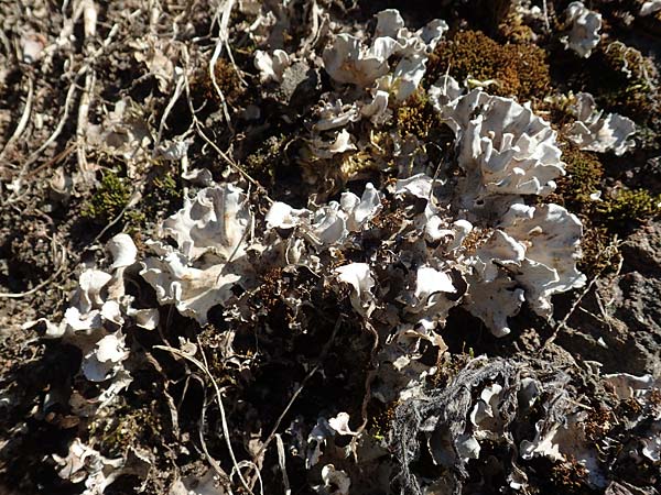 Cladonia spec4 ? \ Flechte, D Odenwald, M&ouml;rlenbach 24.6.2020