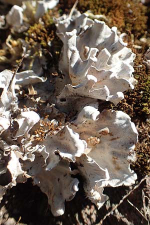 Cladonia spec4 ? \ Flechte, D Odenwald, M&ouml;rlenbach 24.6.2020