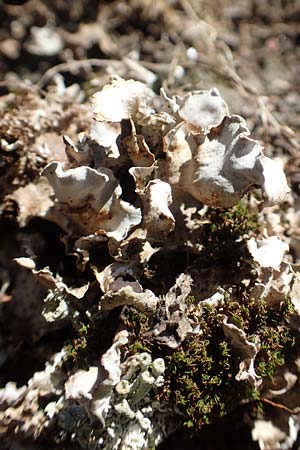 Cladonia spec4 ? \ Flechte, D Odenwald, M&ouml;rlenbach 24.6.2020