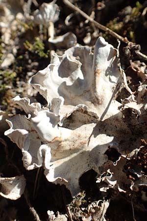 Cladonia spec4 ? \ Flechte, D Odenwald, M&ouml;rlenbach 24.6.2020