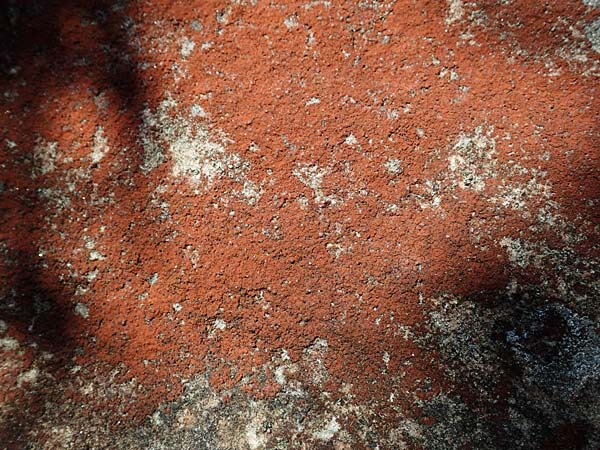 Xanthoria elegans \ Zierliche Gelb-Flechte / Elegant Sunburst Lichen, D Schwarzwald/Black-Forest, Hornisgrinde 22.7.2020