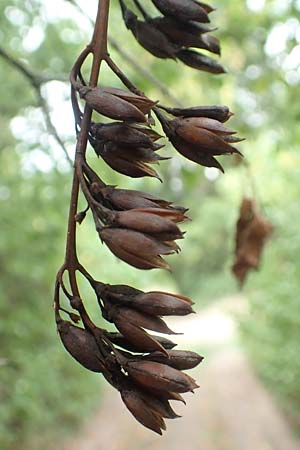 Syringa vulgaris \ Flieder / Lilac, D Seeheim an der Bergstra&szlig;e 2.8.2020