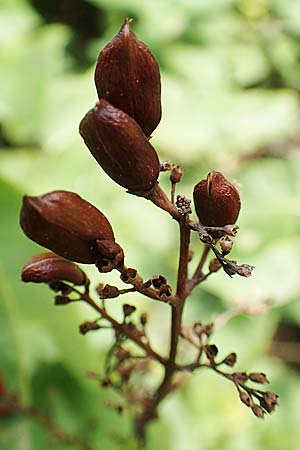 Syringa vulgaris \ Flieder / Lilac, D Brandenburg, Kle&szlig;en 25.9.2020