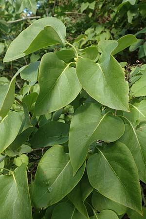 Syringa vulgaris \ Flieder / Lilac, D Brandenburg, Kle&szlig;en 25.9.2020