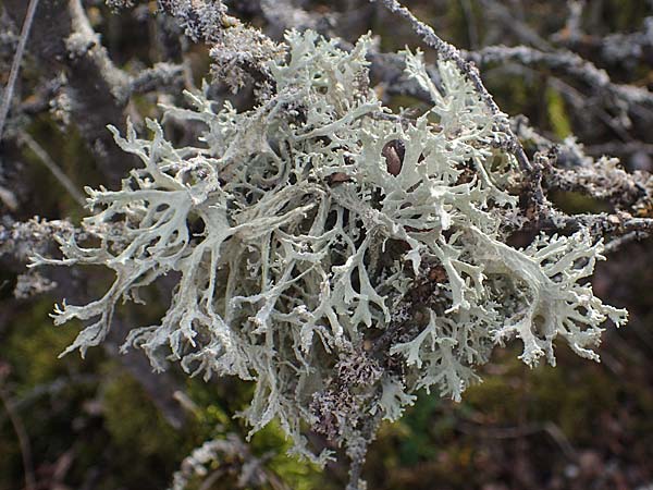 Evernia prunastri \ Pflaumen-Flechte, Eichenmoos, D Neuleiningen 28.3.2021