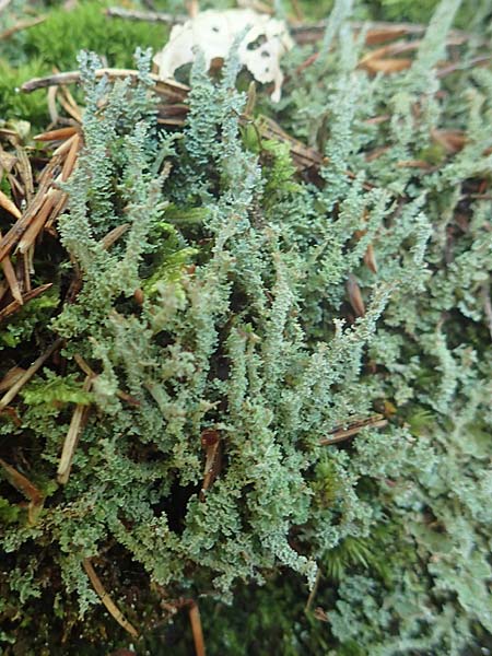 Cladonia bellidiflora \ Schlauch-Flechte, Sch�nfr�chtige Scharlach-Flechte / Lichen, D Kaiserslautern 7.7.2021