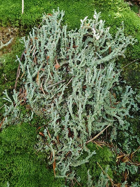 Cladonia bellidiflora \ Schlauch-Flechte, Sch�nfr�chtige Scharlach-Flechte / Lichen, D Kaiserslautern 7.7.2021