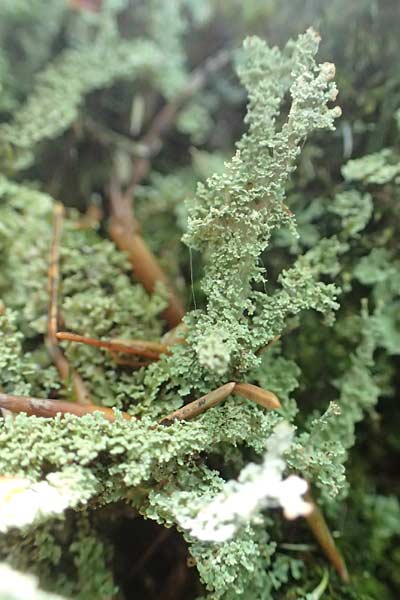 Cladonia bellidiflora \ Schlauch-Flechte, Sch�nfr�chtige Scharlach-Flechte / Lichen, D Kaiserslautern 7.7.2021