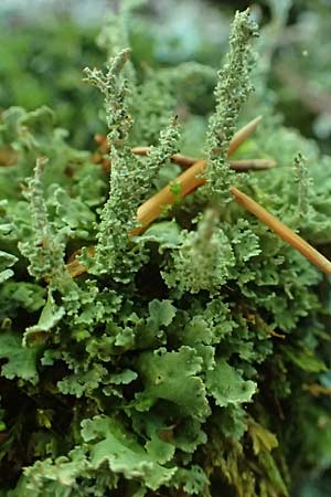 Cladonia bellidiflora \ Schlauch-Flechte, Sch�nfr�chtige Scharlach-Flechte / Lichen, D Kaiserslautern 7.7.2021